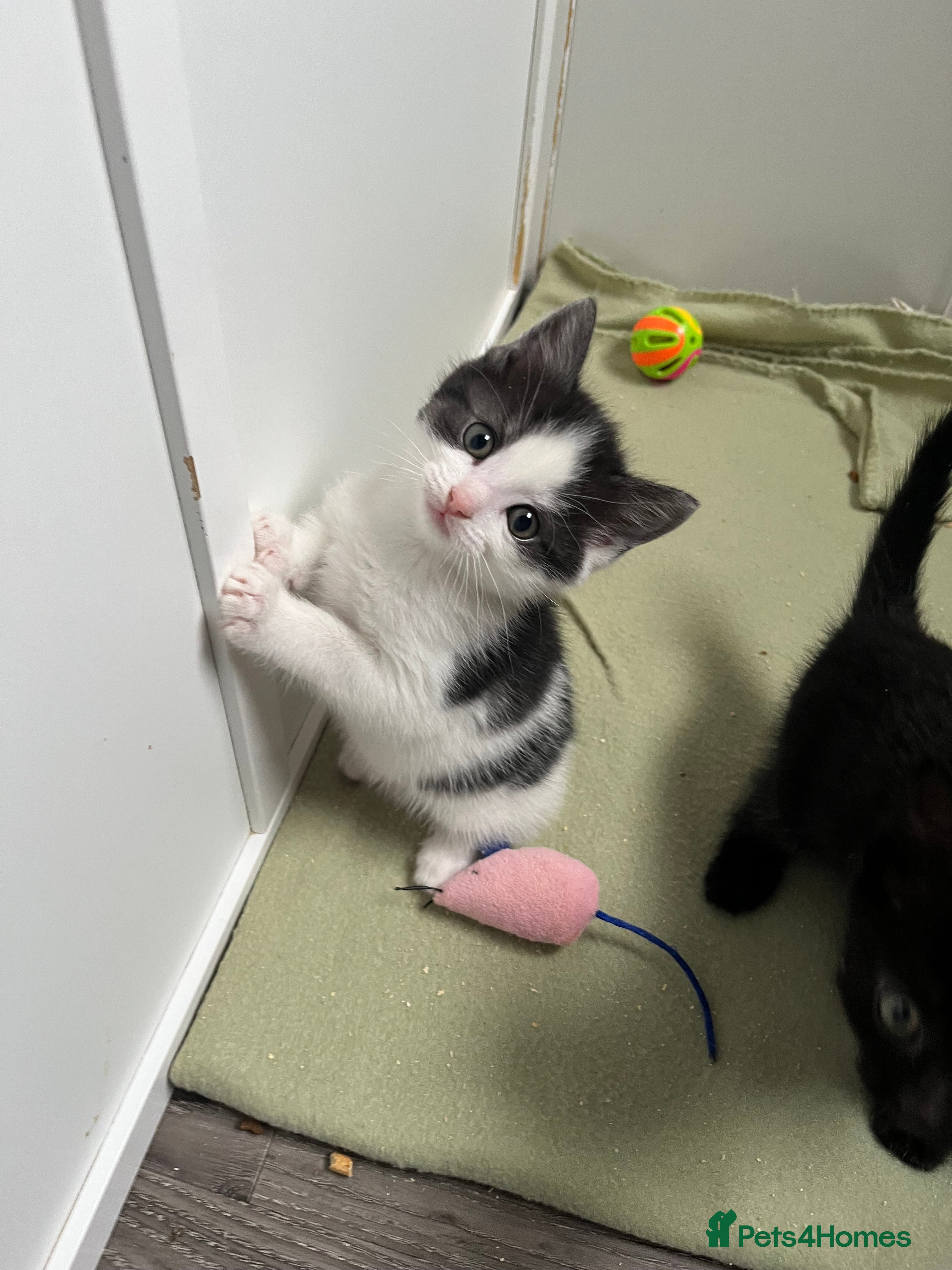 Mixed Breed cats Mixed breed kittens ready to leave  - Advert 9