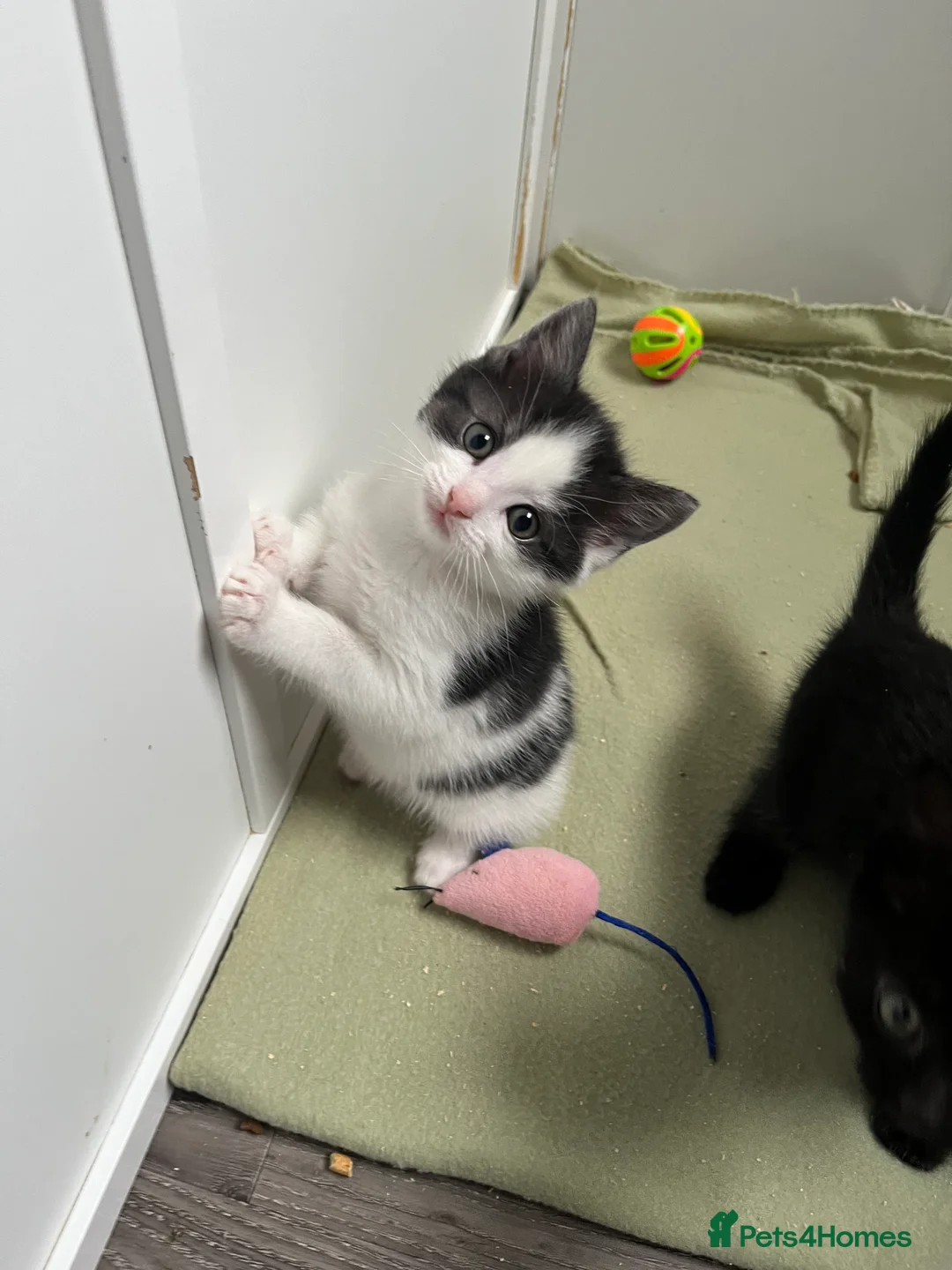 Mixed Breed cats for sale: Mixed breed kittens ready to leave  in Leeds - Advert 1