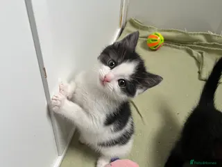 Mixed Breed cats Mixed breed kittens ready to leave - Advert 1