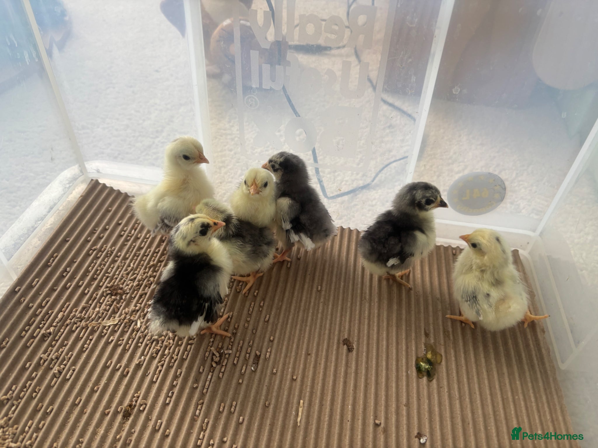 Chickens poultry Serama chicks  - Advert 2