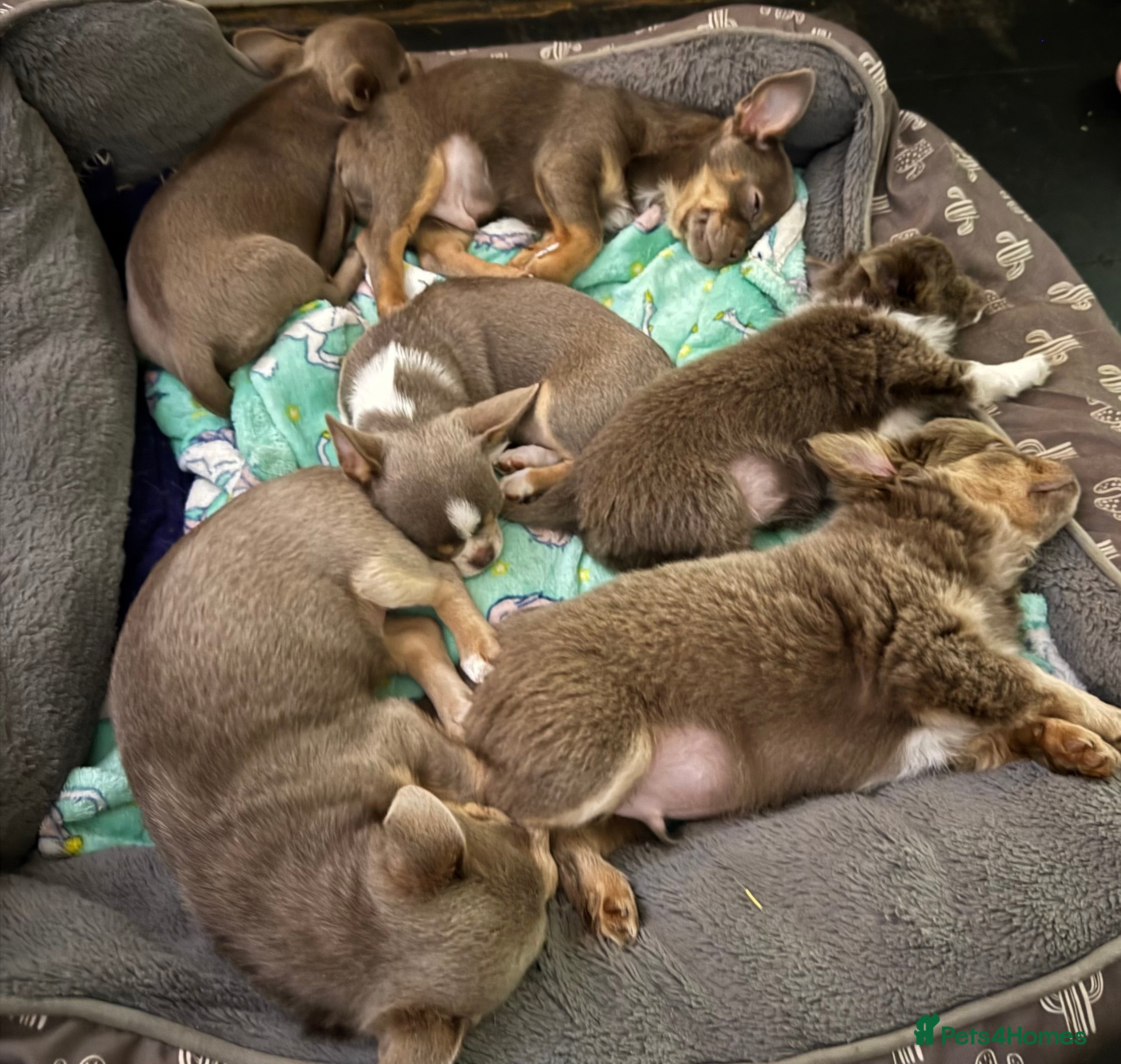 Chihuahua dogs Exquisite lilac chihuahua puppies  - Advert 15