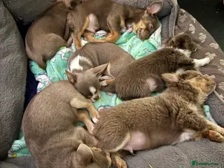 Chihuahua dogs Exquisite lilac chihuahua puppies - Advert 15