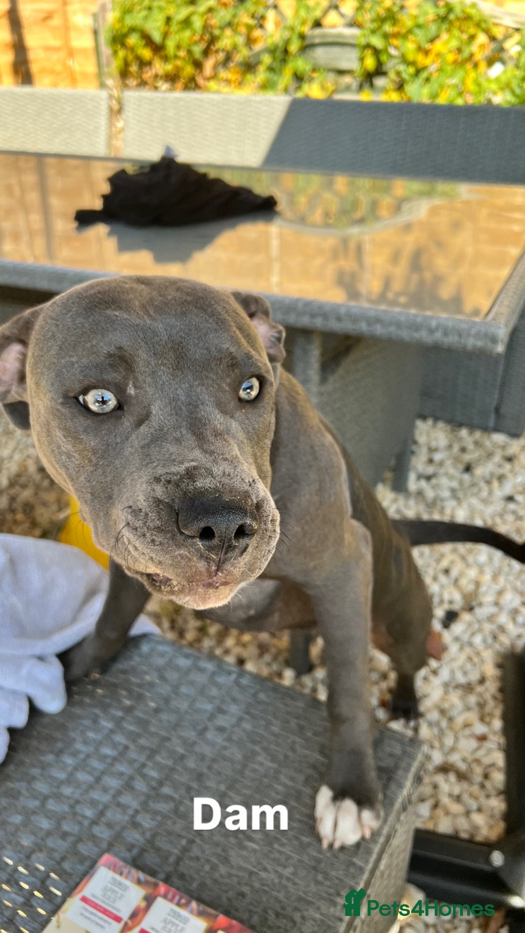 Staffordshire Bull Terrier dogs for sale: Staffordshire bull terrier puppies | blue staff - Image 4