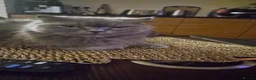Scottish Fold cats for sale: Black british shorthair kittens  - Advert 7