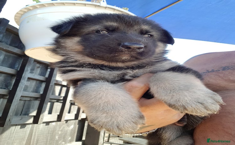German Shepherd dogs - Advert 4