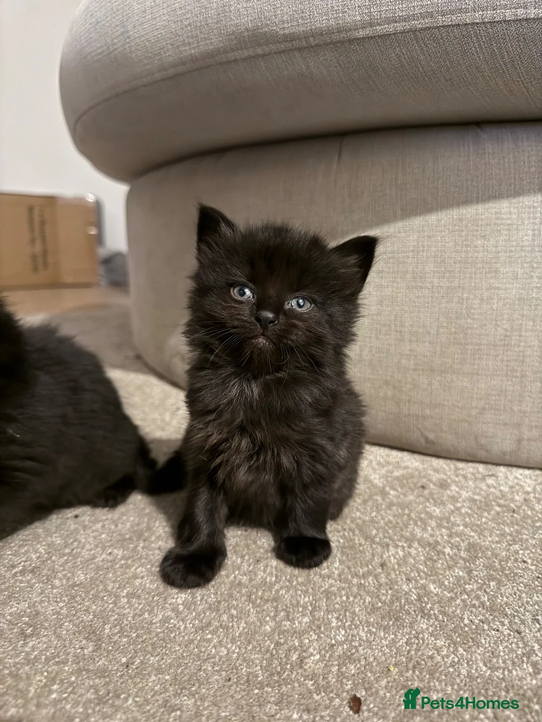 Mixed Breed cats for sale: 3 beautiful kittens for sale🩷 in Hassocks - Advert 2