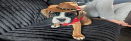 Boxer dogs for sale: Stunning boxer puppies  - Advert 26