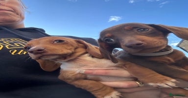 Miniature Dachshund dogs - Advert 3
