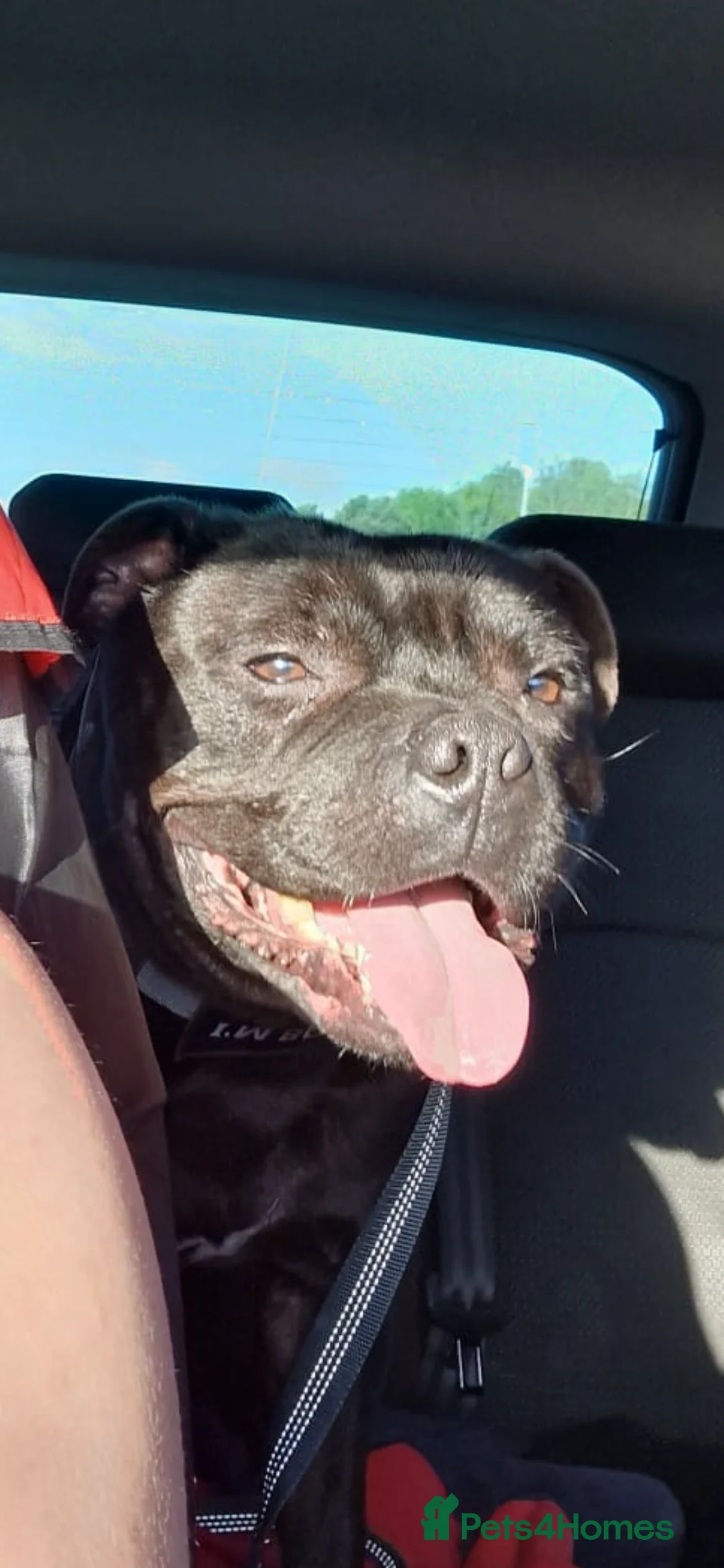 Staffordshire Bull Terrier dogs for stud: STORM FOR STUD in Newton Aycliffe - Advert 22