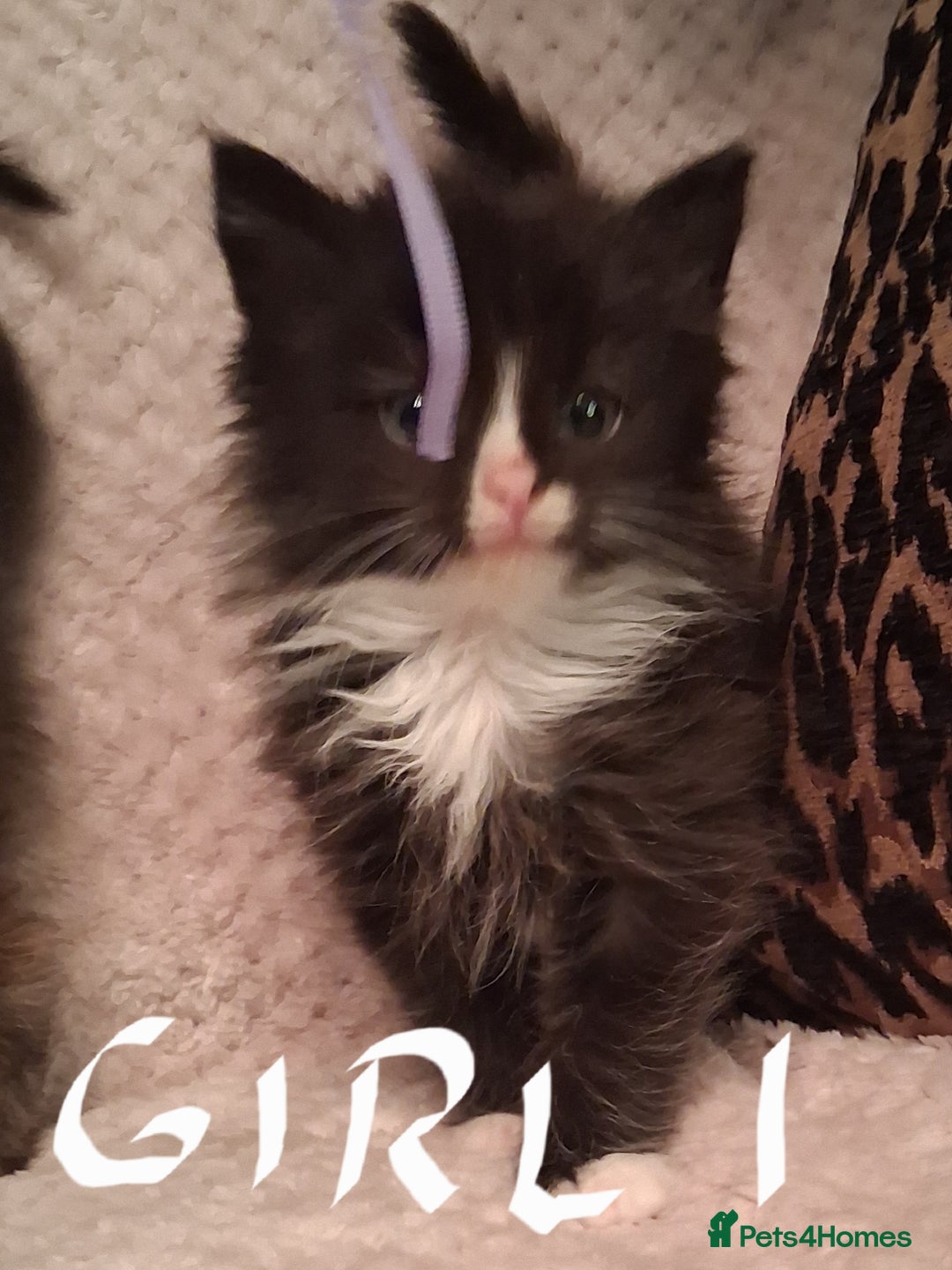 Maine Coon cats for sale: Beautiful Maine Coon kittens  - Advert 10