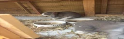 Lionhead rabbits for sale: Lionhead/mix  - Advert 3