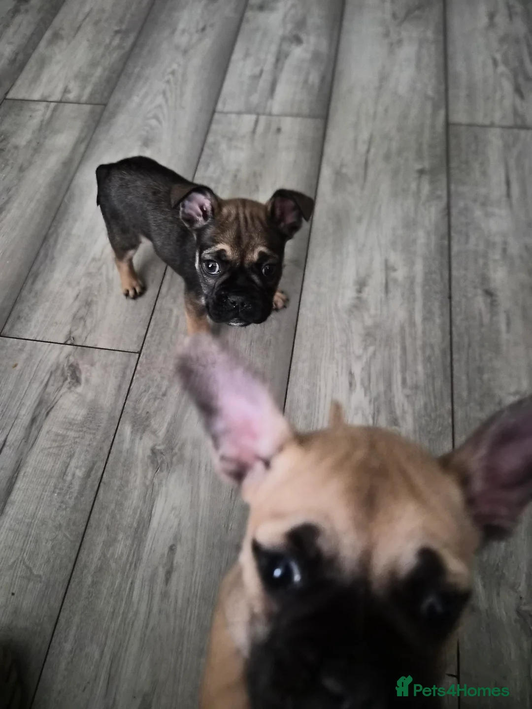 Mixed Breed dogs for sale:  Female Hybrid Bulldog Pups - Advert 11