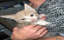 British Shorthair cats for sale: Lovely British shorthair  - Image 10