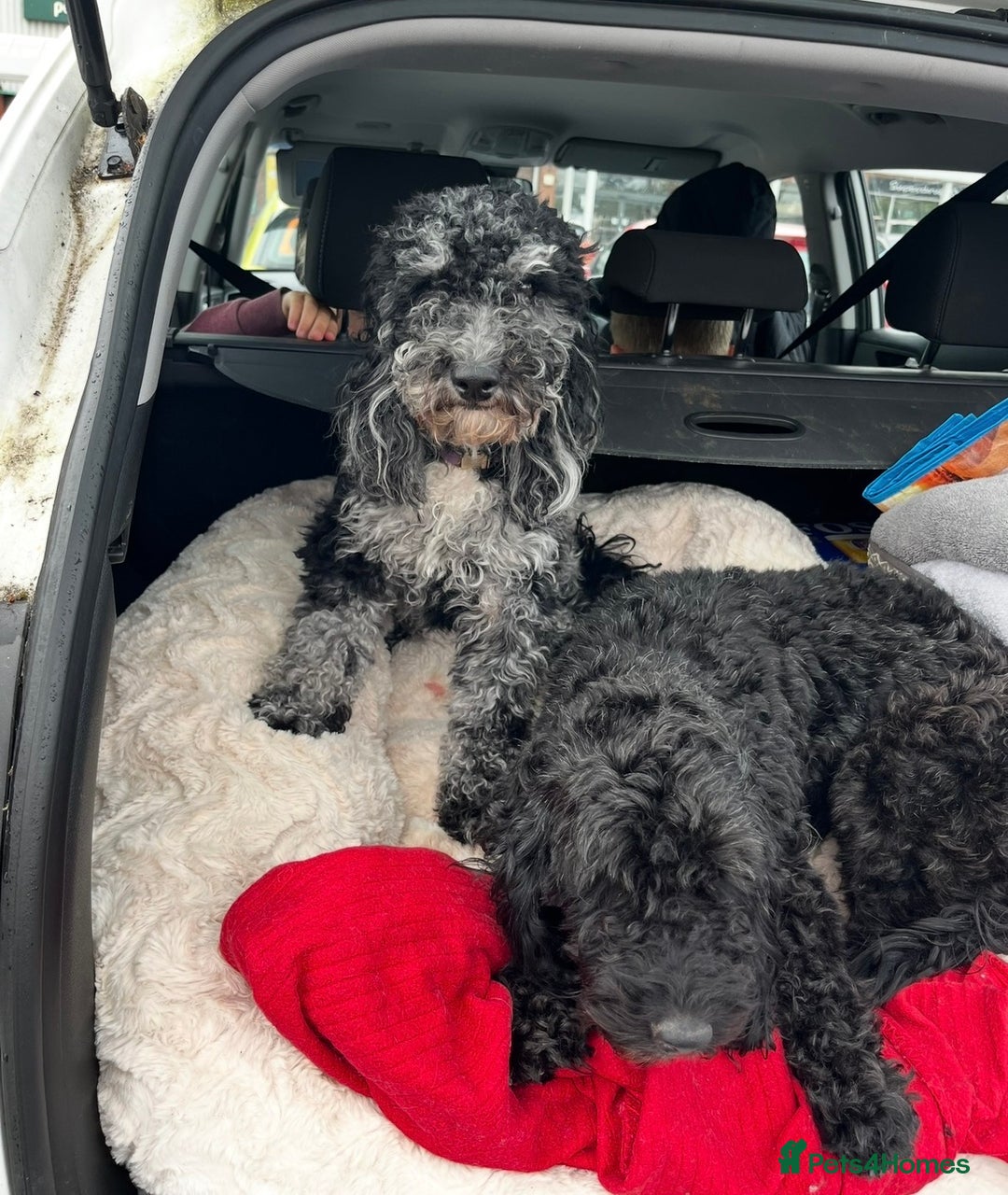 Cockapoo dogs for sale: Tinkerbell F1b merle cockapoo - Advert 5