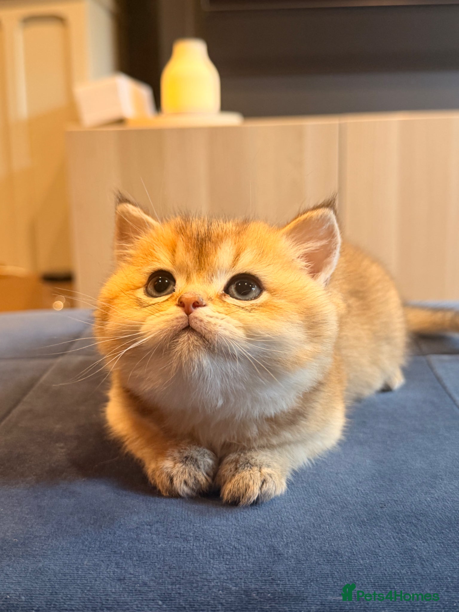 British Shorthair cats British Shorthair Golden Chinchilla Kittens - Advert 1