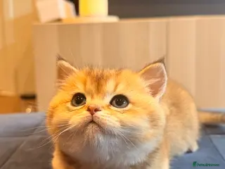 British Shorthair cats British Shorthair Golden Chinchilla Kittens - Advert 1