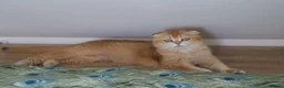 Scottish Fold cats for sale: Champion BL Stunning Scottish kittens  - Advert 1