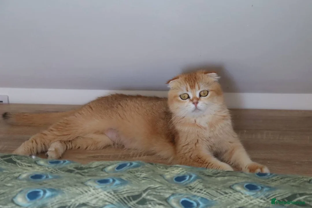 Scottish Fold cats for sale: Champion BL Stunning Scottish kittens  - Advert 1