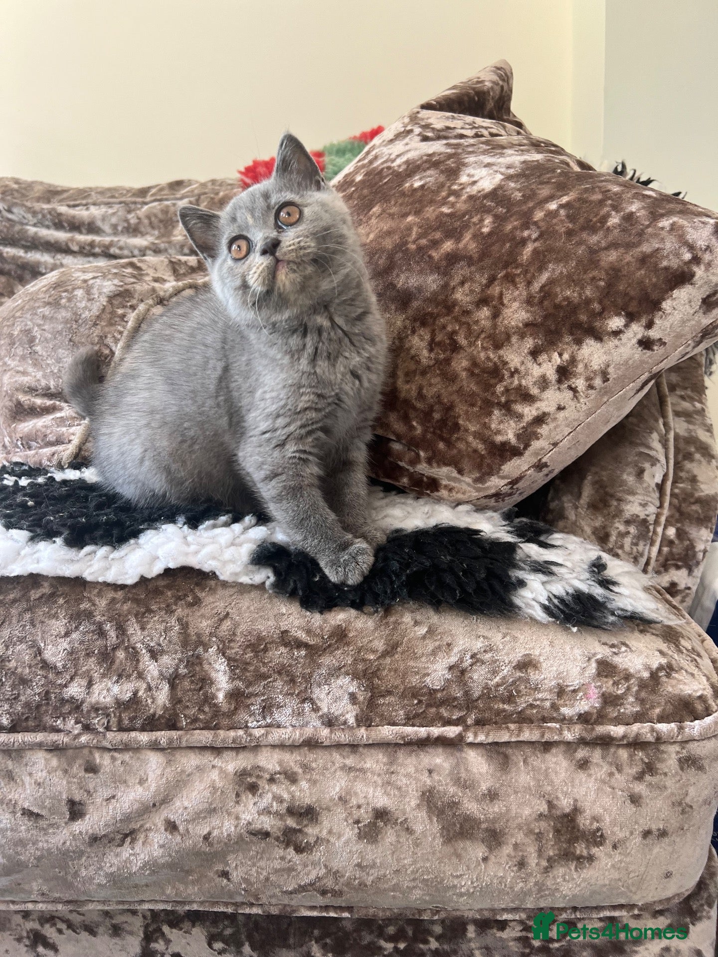 British Shorthair cats Outstanding Gccf REG - 2 LEFT🏆  - Advert 2