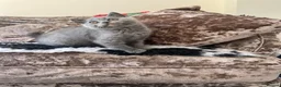 British Shorthair cats for sale: Outstanding Gccf REG - 2 LEFT🏆  - Advert 2