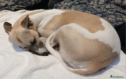 Whippet dogs for sale: Stunningly Beautiful Whippet Puppies. - Image 11