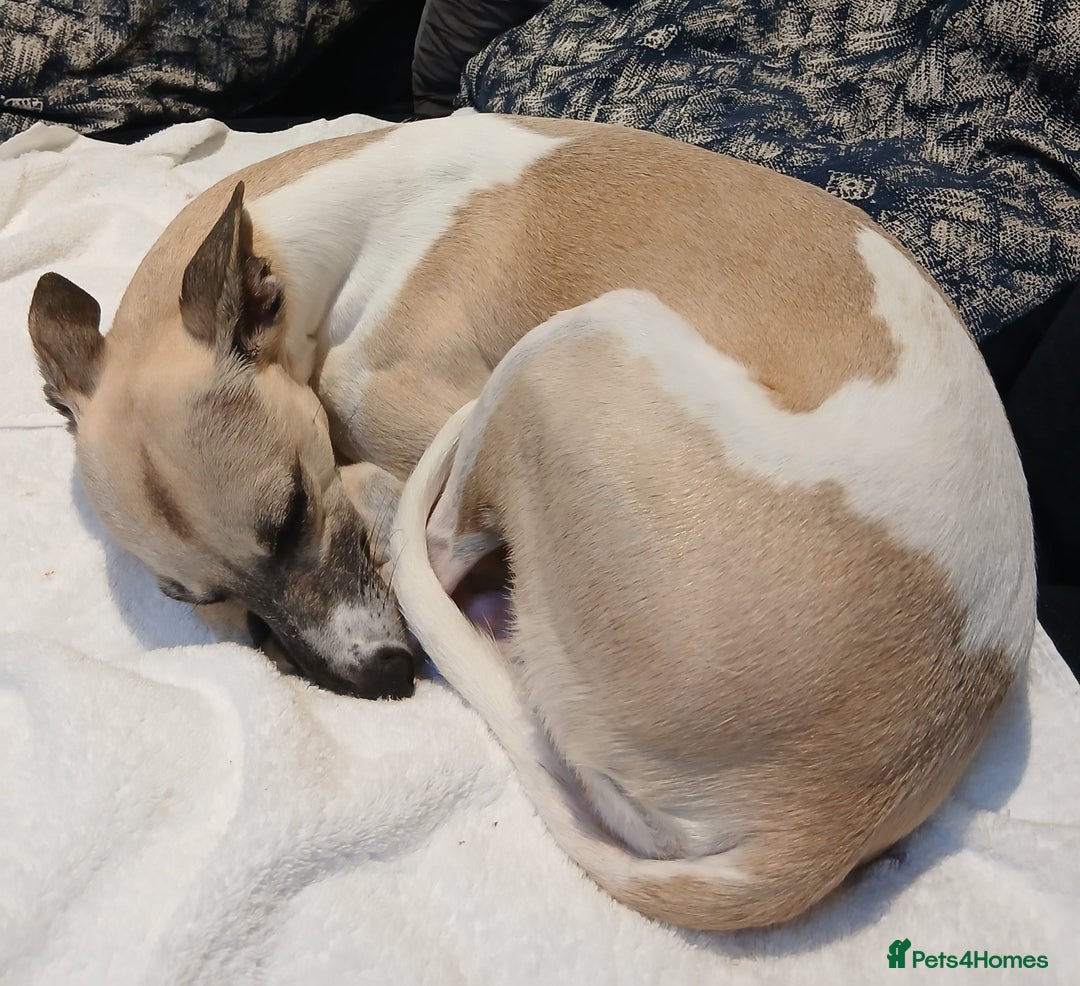 Whippet dogs for sale: Stunningly Beautiful Whippet Puppies. - Image 11