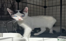Turkish Angora cats for sale: ⭐️ Beautiful Turkish Angora X Bengal kittens ⭐️ - Image 1
