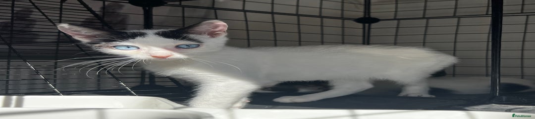 Turkish Angora Kitten 6