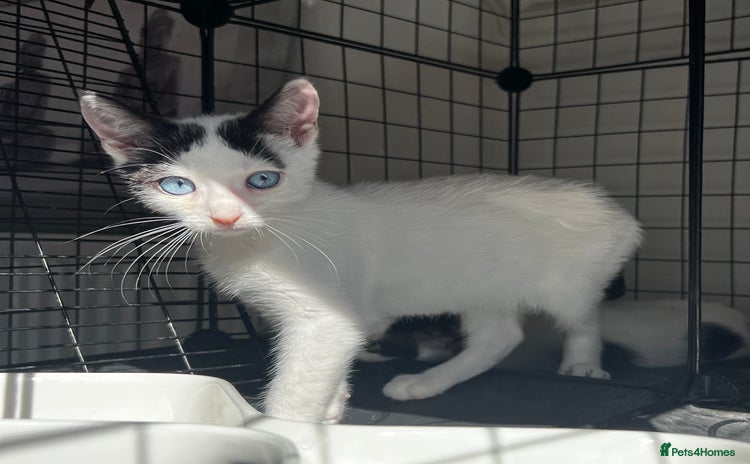 Turkish Angora cats - Advert 2
