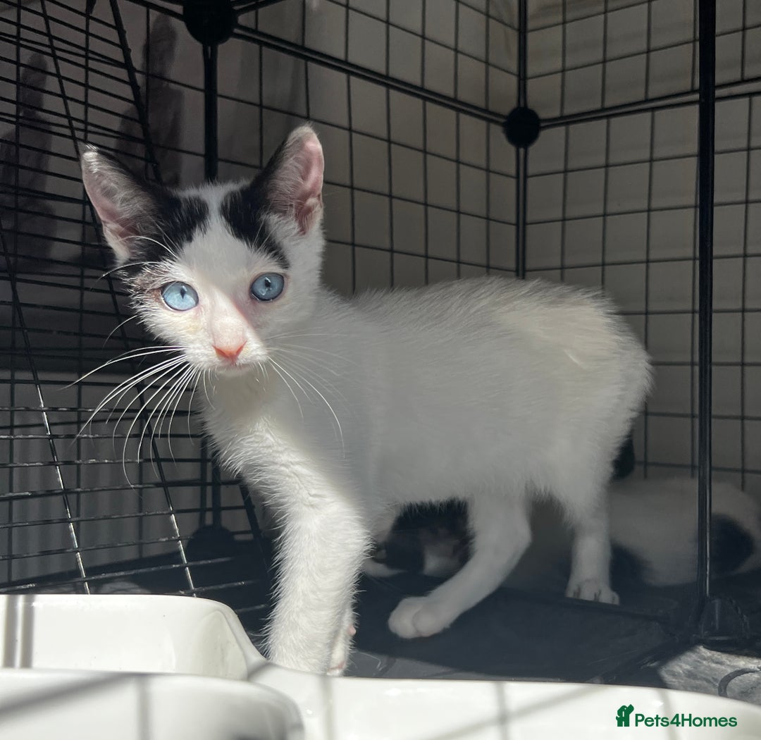 Turkish Angora cats for sale: ⭐️ Beautiful Turkish Angora X Bengal kittens ⭐️ - Image 1