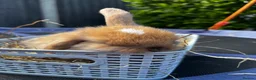 Mini Lop rabbits for sale: Pure breed Mini Lop bunnies  - Advert 20