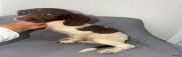 English Springer Spaniel dogs for sale: Springer spaniel puppy’s 🐶 - Advert 8