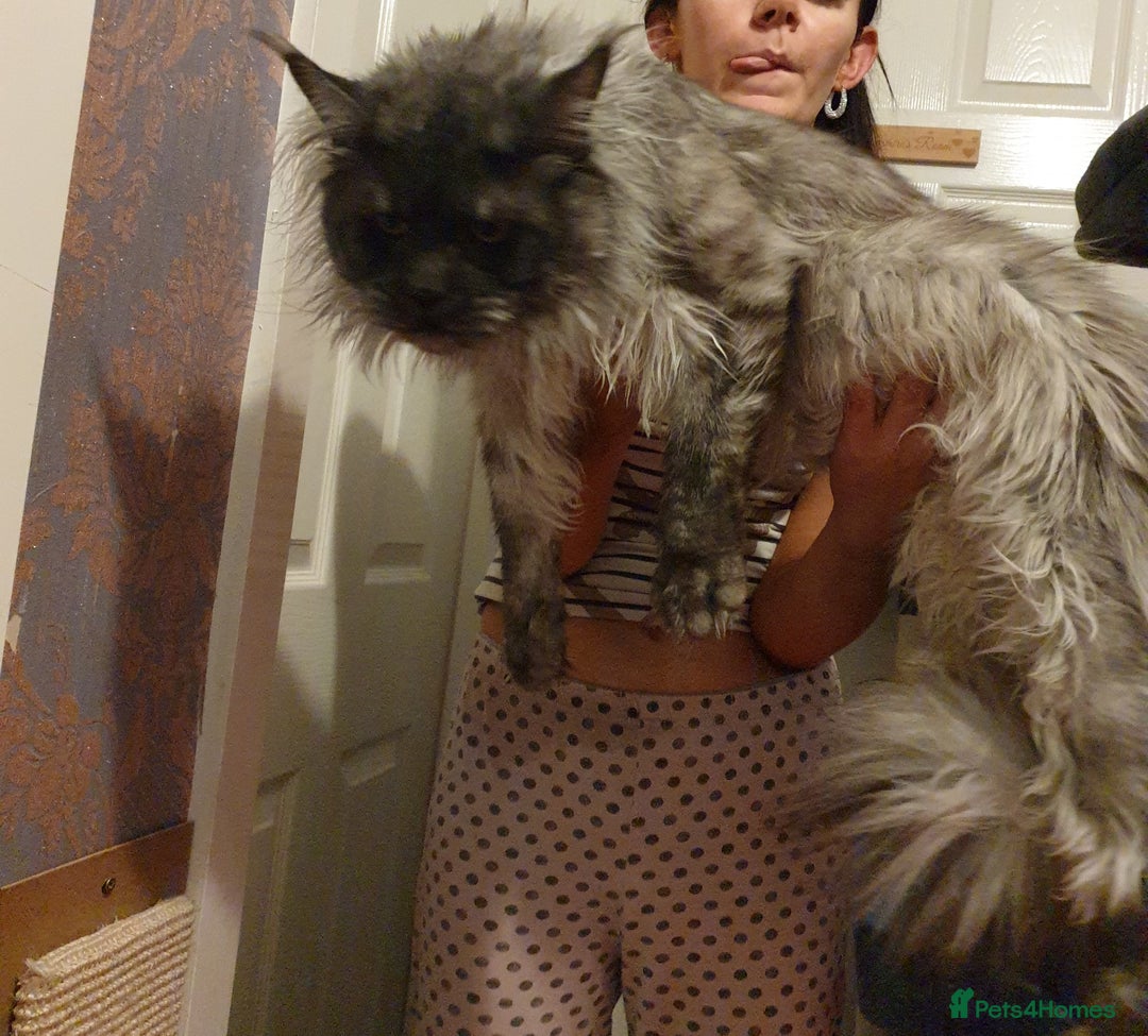 Maine Coon cats for stud: Amazing Russian Import For STUD in Sheffield - Image 3