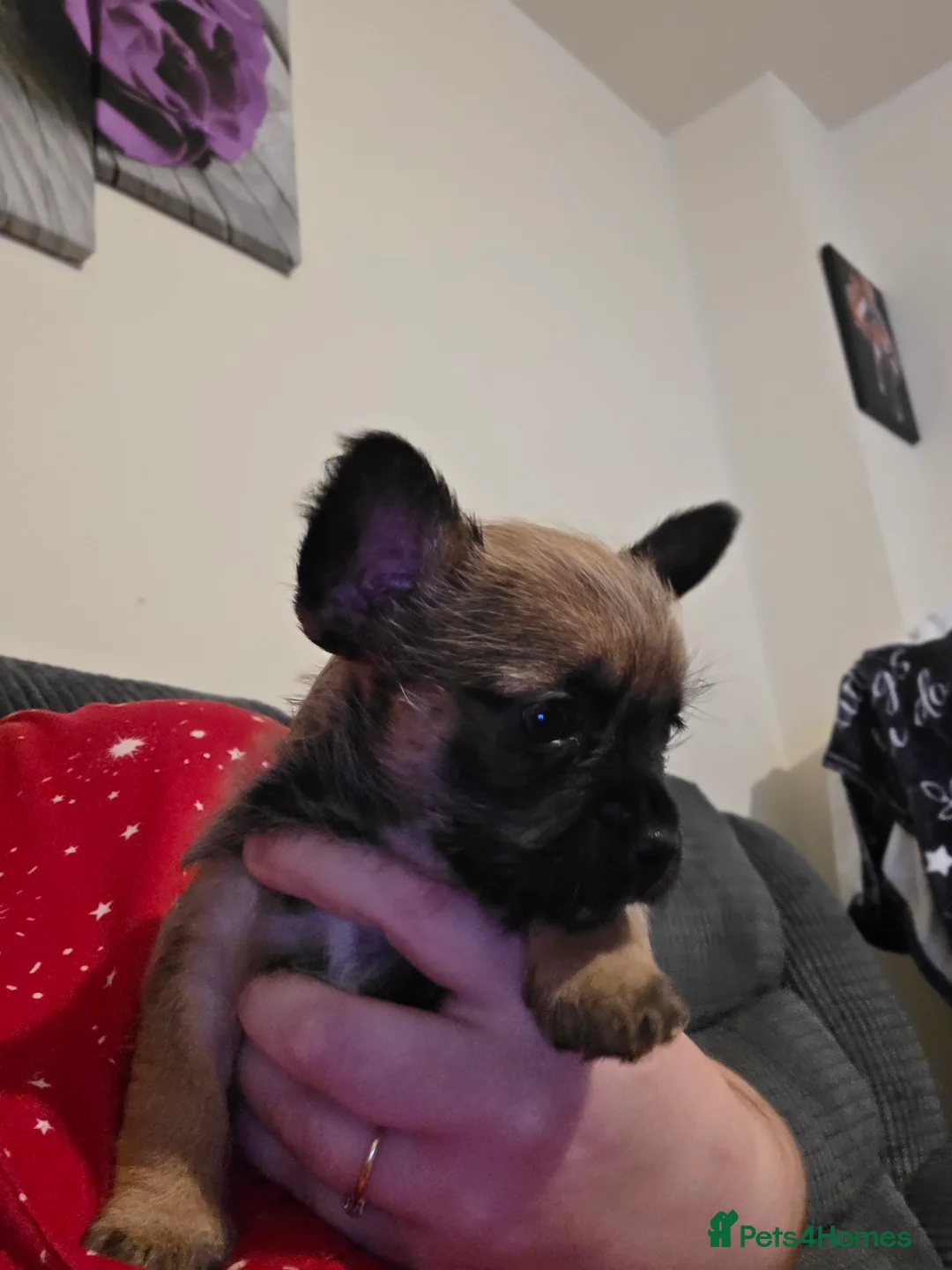 Mixed Breed dogs for sale: Jorkie x chorkie - Advert 5