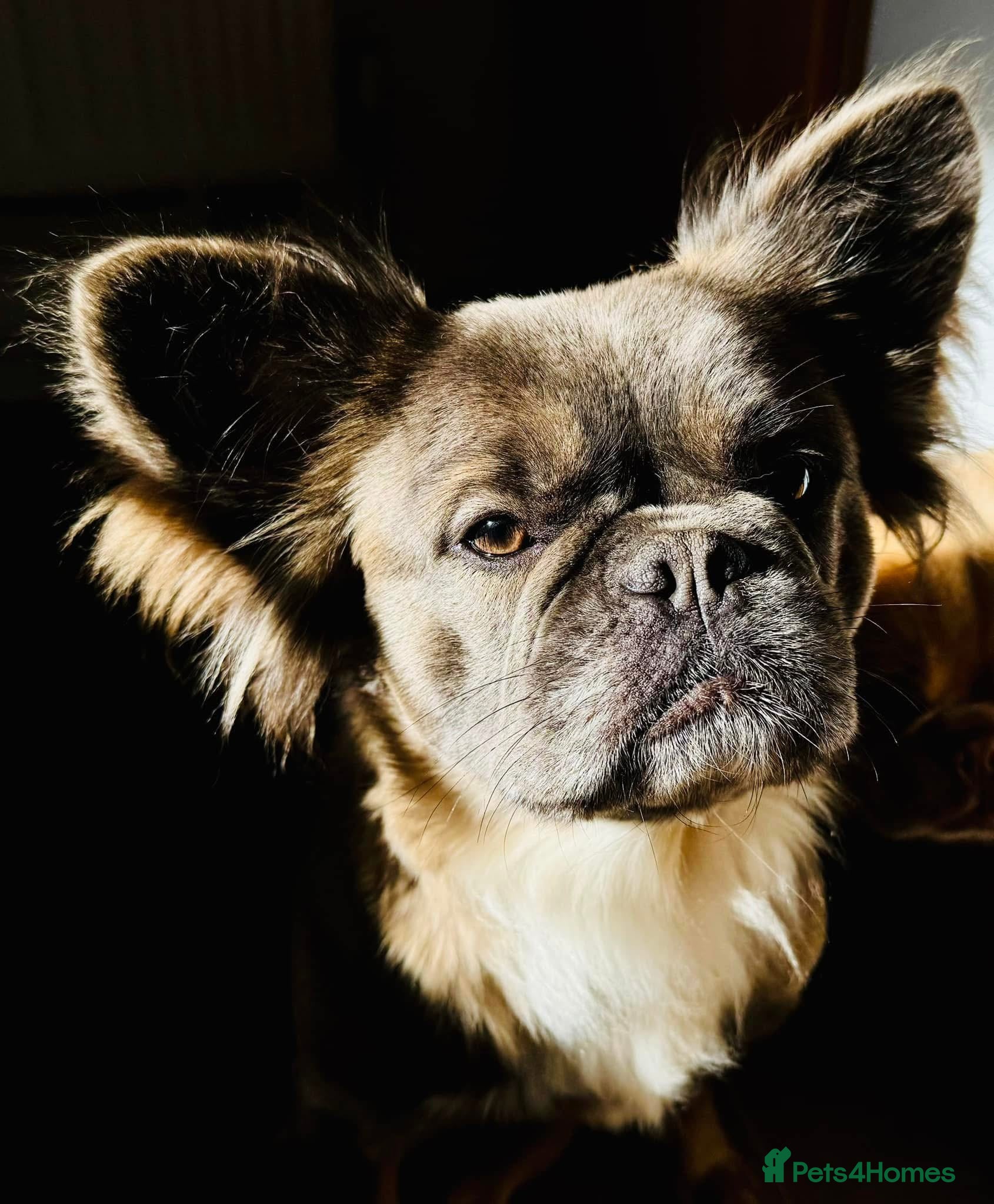 French Bulldog dogs FULL FLUFFY KC REG FRENCH BULLDOGS–MOTHER & SON  - Advert 15