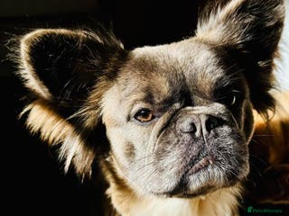 French Bulldog dogs FULL FLUFFY KC REG FRENCH BULLDOGS–MOTHER & SON - Advert 15