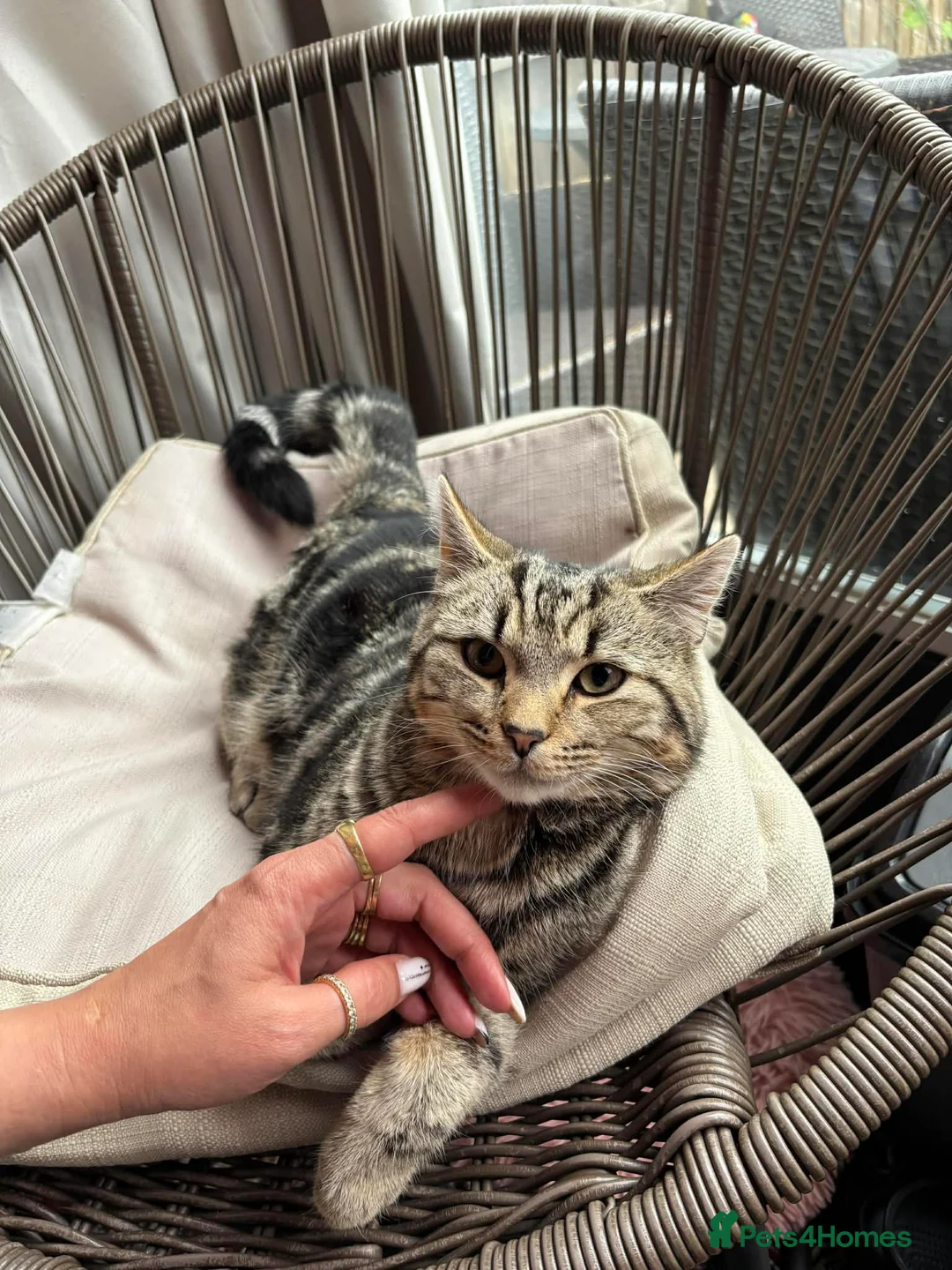 Abyssinian cats for sale: Tabby’s male  - Advert 1