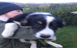 Border Collie dogs for sale: Border collie pups for sale - Image 4