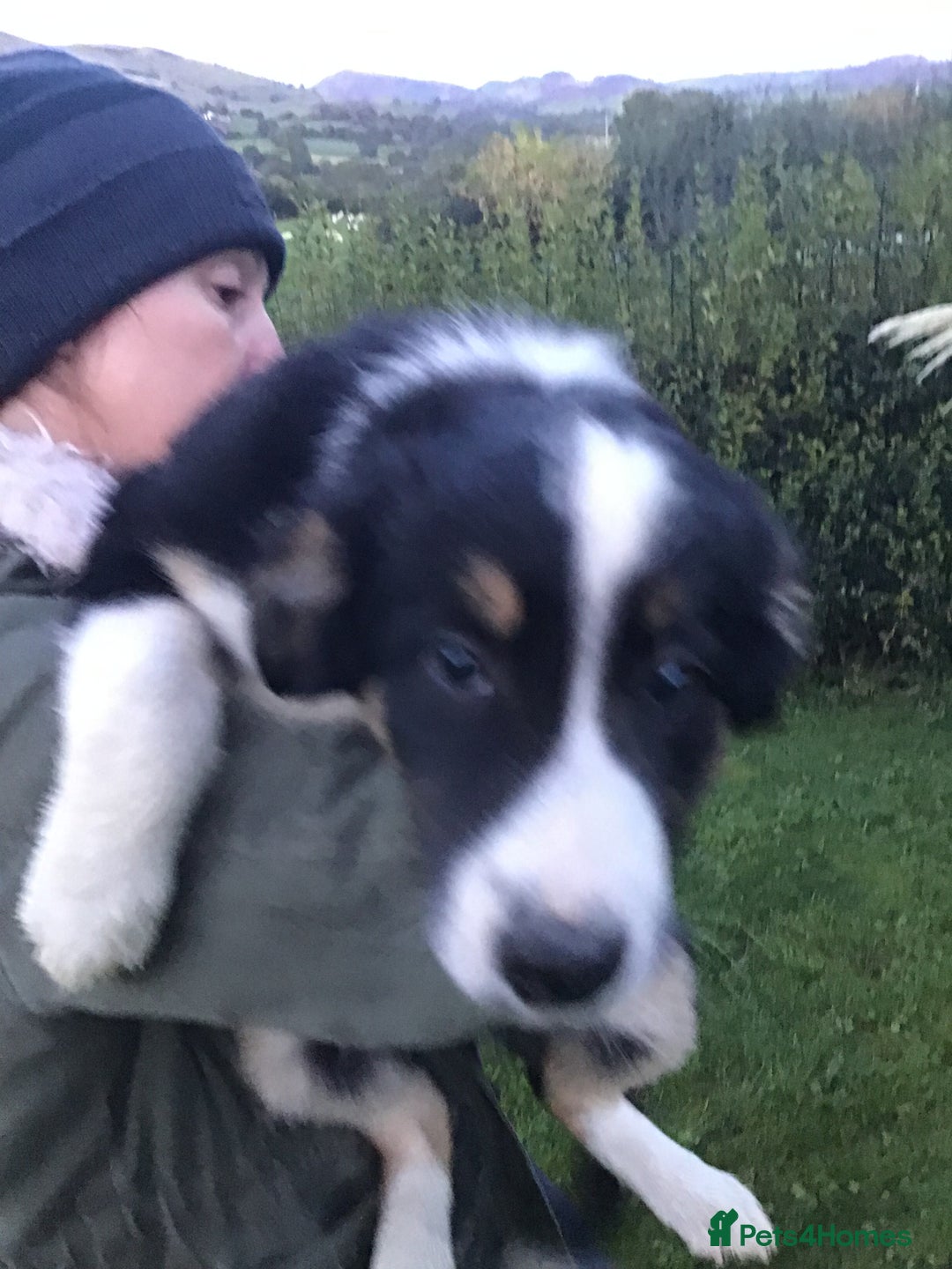 Border Collie dogs for sale: Border collie pups for sale - Image 4
