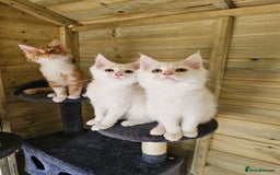 Maine Coon cats for sale: Maine Coon Angora  in Glasgow - Image 2