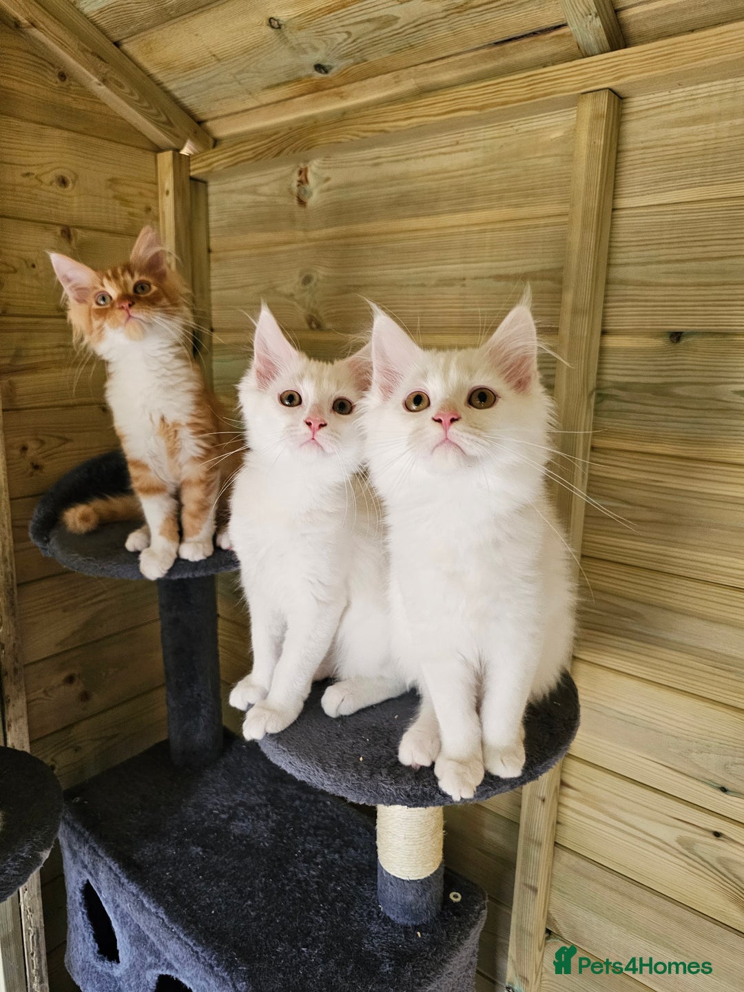 Maine Coon cats for sale: Maine Coon Angora  in Glasgow - Image 2