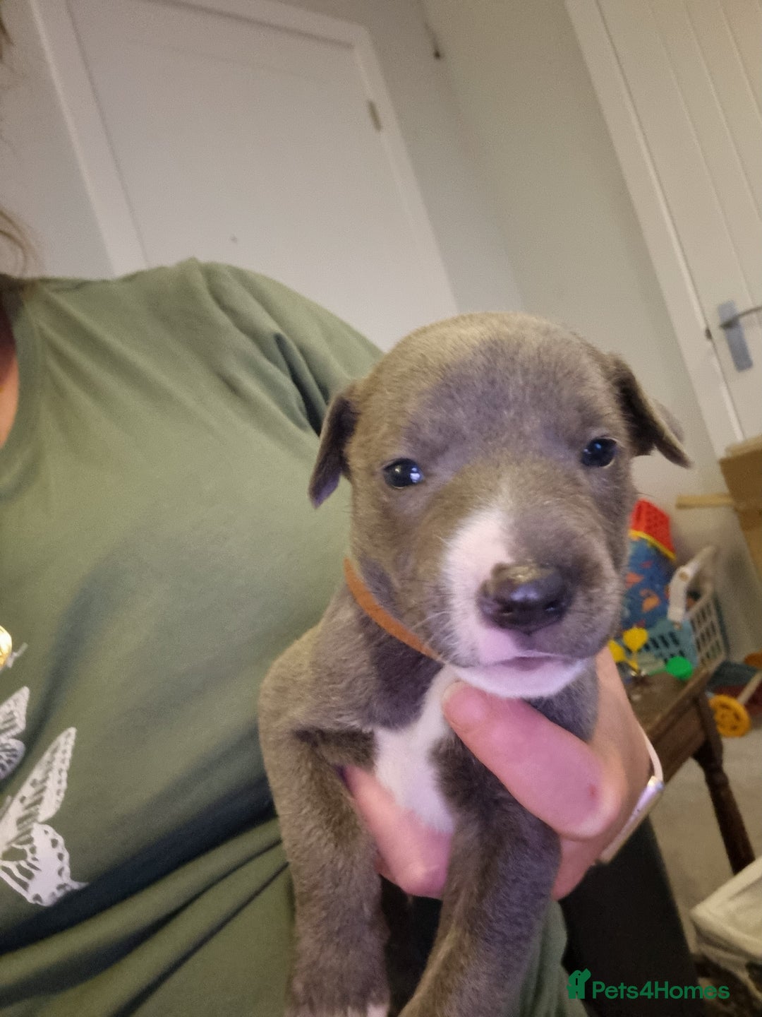 Mixed Breed dogs for sale: Staffy x Whippet puppies - Image 6