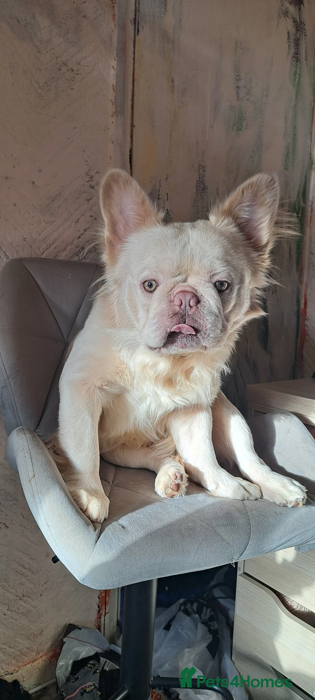 French Bulldog dogs for sale: French Bulldog, Platinum - Advert 4