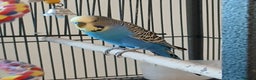 Budgerigars birds for sale: Bluey, Muffin, and Bingo - Advert 8