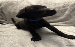 Labrador Retriever dogs for sale: Ready now beautiful Labrador retriever puppies - Image 25
