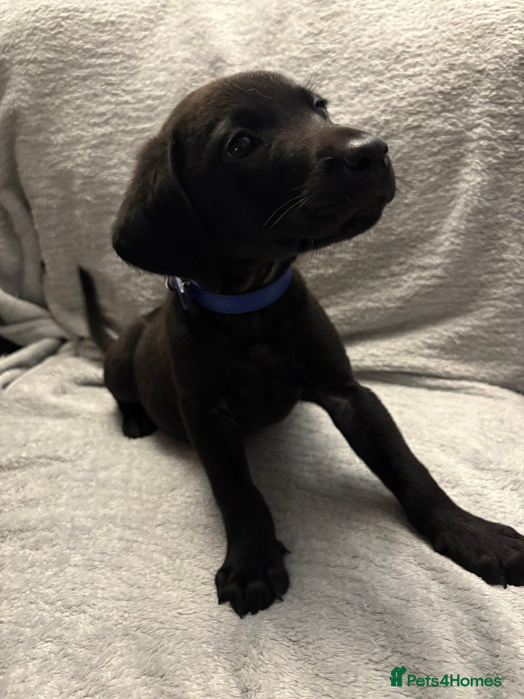 Labrador Retriever dogs for sale: Ready now beautiful Labrador retriever puppies - Image 25