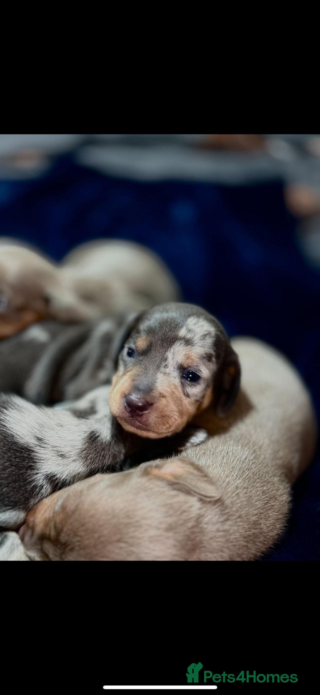 Dachshund dogs for sale: 7 Beautiful dachshund puppies  - Advert 11