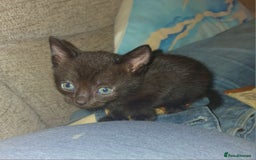 British Shorthair cats for sale: 4 Beautiful Black Kittens  - Image 9
