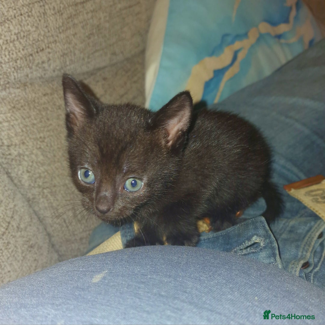 British Shorthair cats for sale: 4 Beautiful Black Kittens  - Image 9