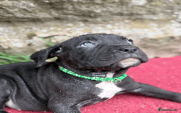 Cane Corso dogs for sale: 9 Beautiful Cane Corso Puppies for sale  - Image 14